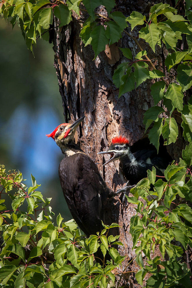 Pileated Woodpecker 1 Photography Art | Dennis Goodman Photography