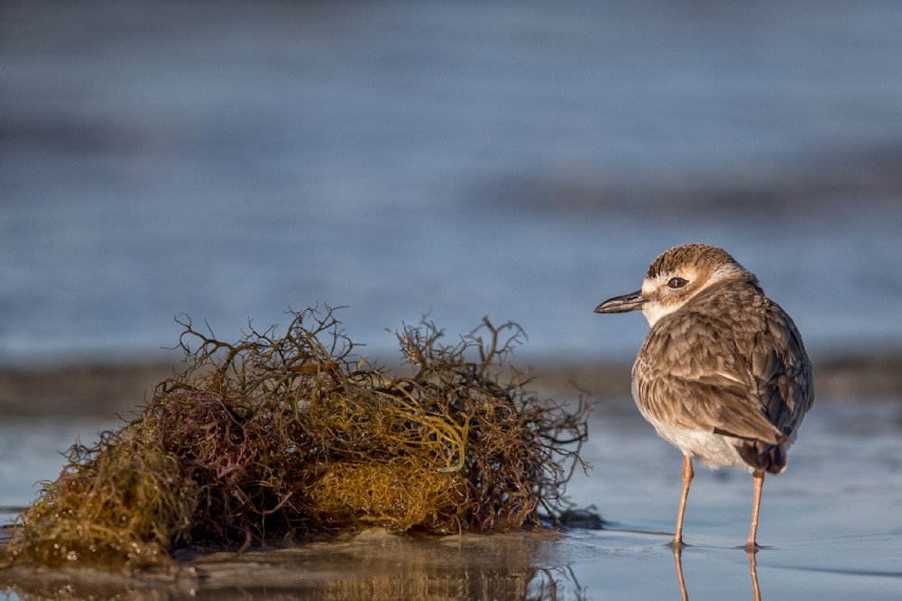 Shorebird Photos | Dennis Goodman Photography
