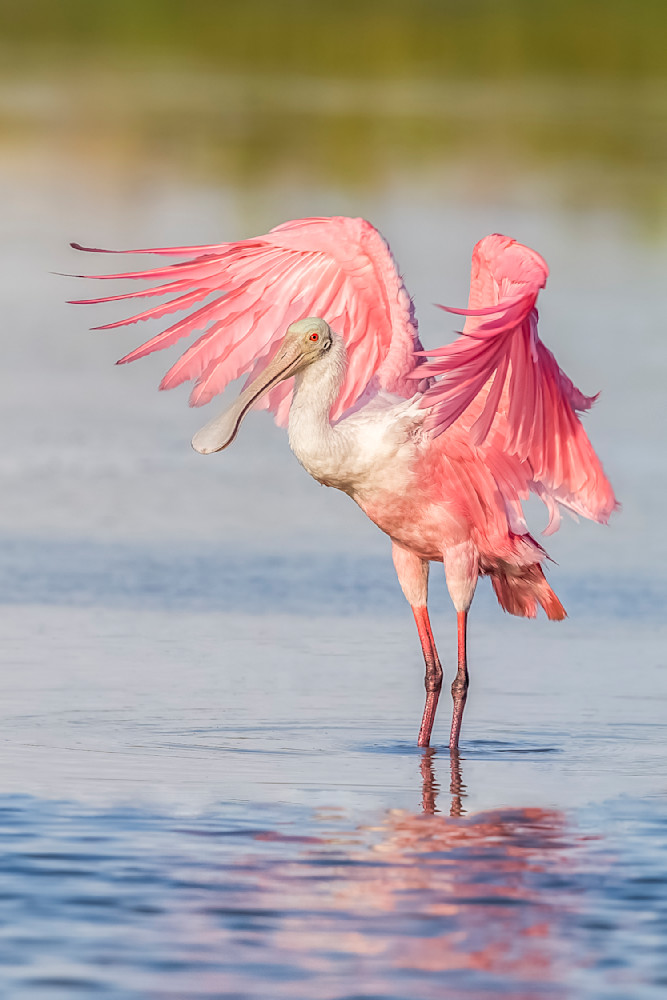Pink Roseate Spoonbill Birds | Art Photography | Dennis Goodman