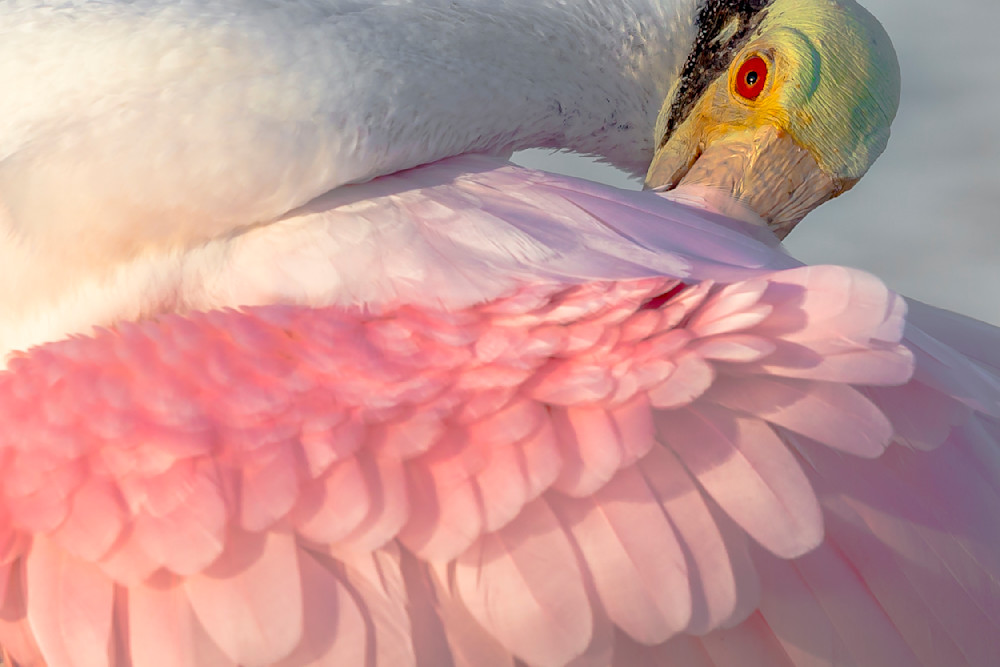Pink Roseate Spoonbill Birds | Art Photography | Dennis Goodman