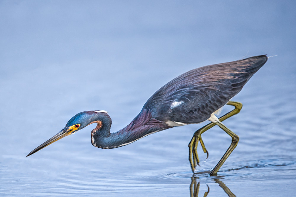 Tricolored Heron Photo | Dennis Goodman Photography