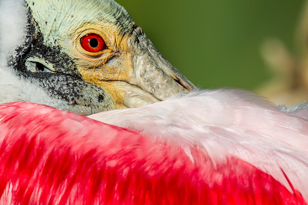 ROSEATE SPOONBILL 9