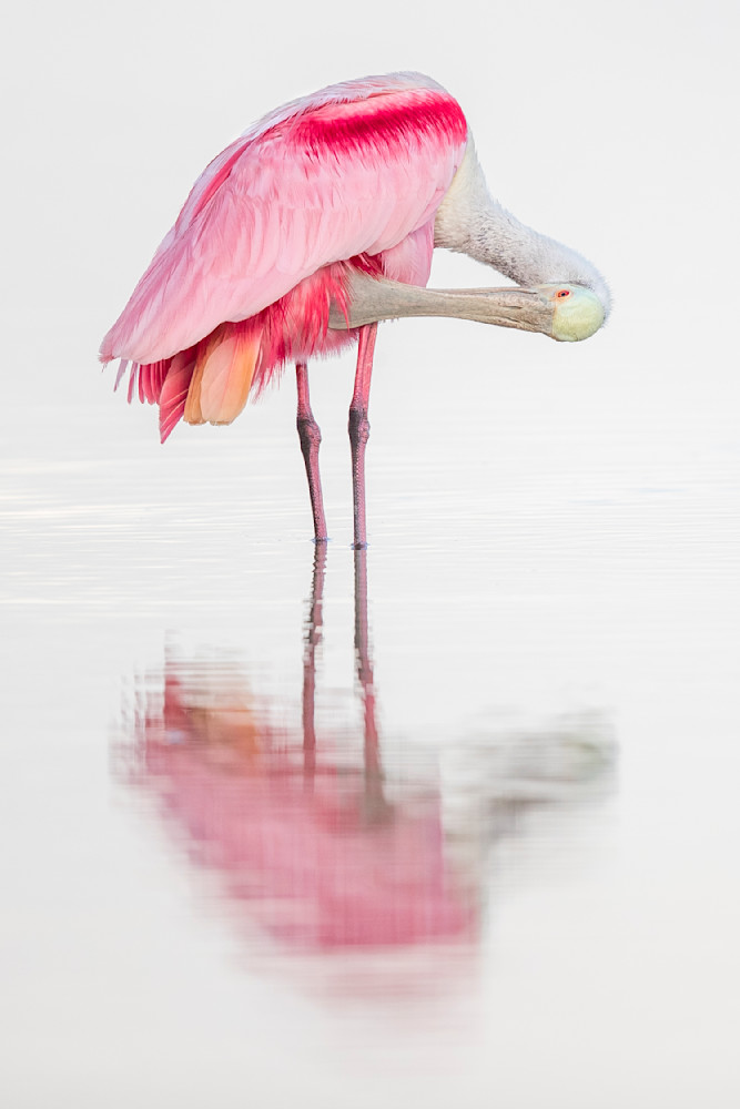 ROSEATE SPOONBILL 30