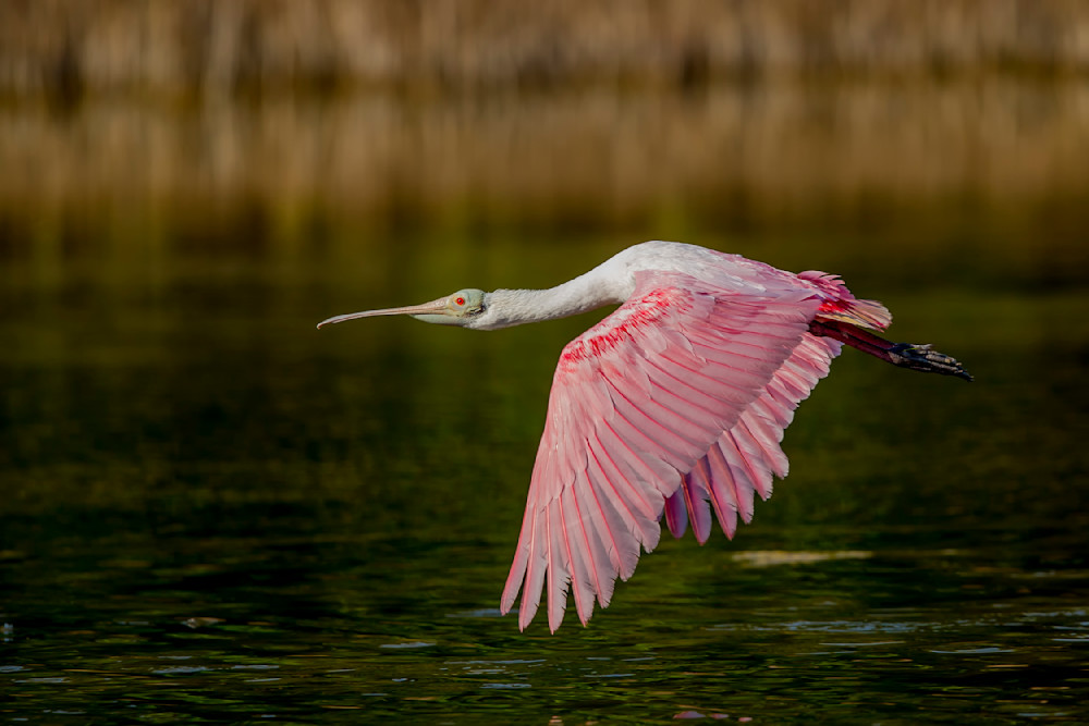 Pink Roseate Spoonbill Birds | Art Photography | Dennis Goodman