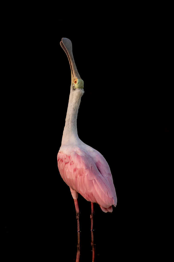 Pink Roseate Spoonbill Birds | Art Photography | Dennis Goodman