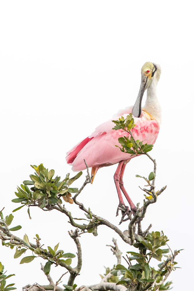 ROSEATE SPOONBILL 44