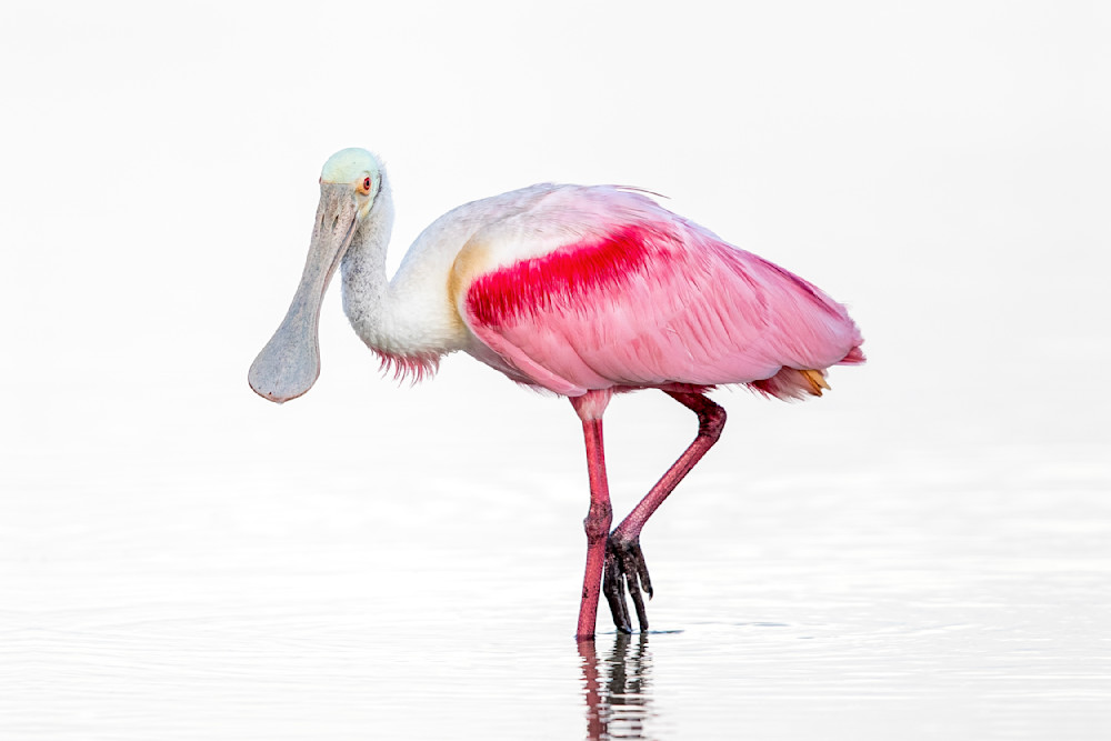 Pink Roseate Spoonbill Birds | Art Photography | Dennis Goodman