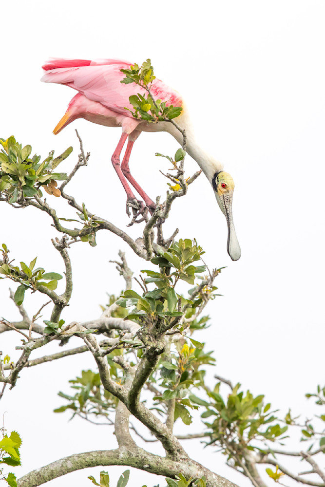 Pink Roseate Spoonbill Birds | Art Photography | Dennis Goodman