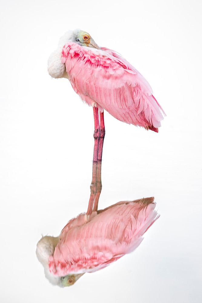Pink Roseate Spoonbill Birds | Art Photography | Dennis Goodman