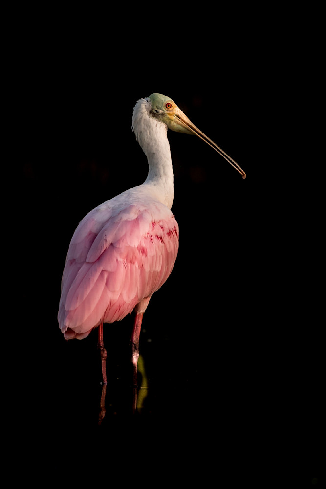 ROSEATE SPOONBILL 46
