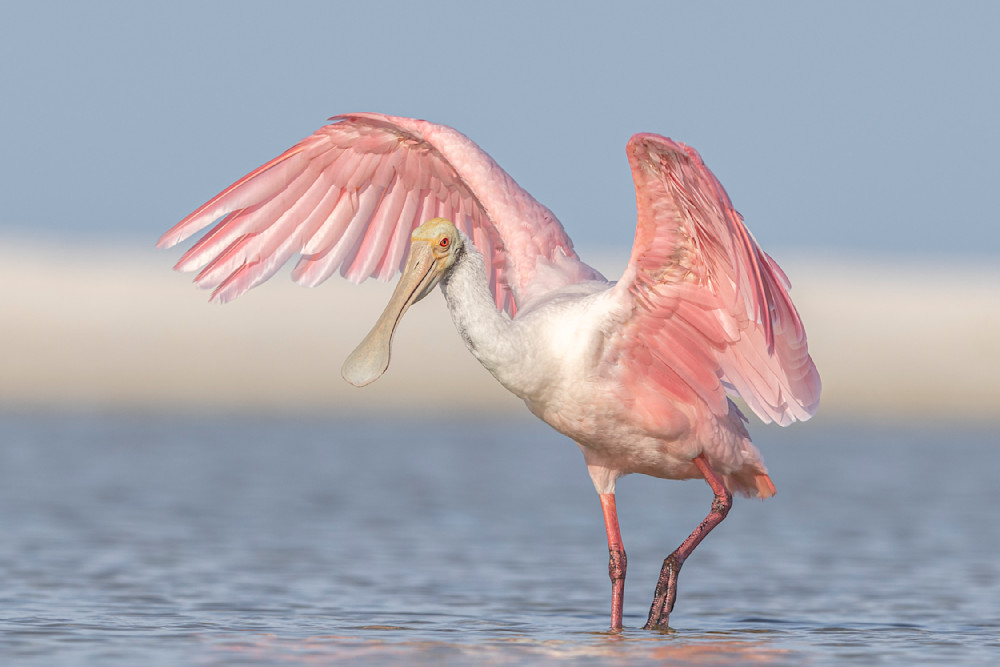 Pink Roseate Spoonbill Birds | Art Photography | Dennis Goodman