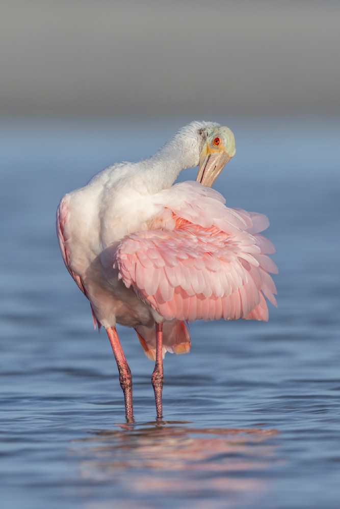 ROSEATE SPOONBILL 60