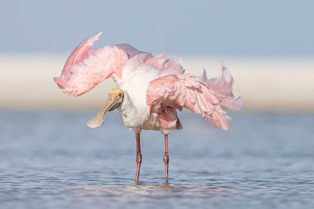 ROSEATE SPOONBILL 64