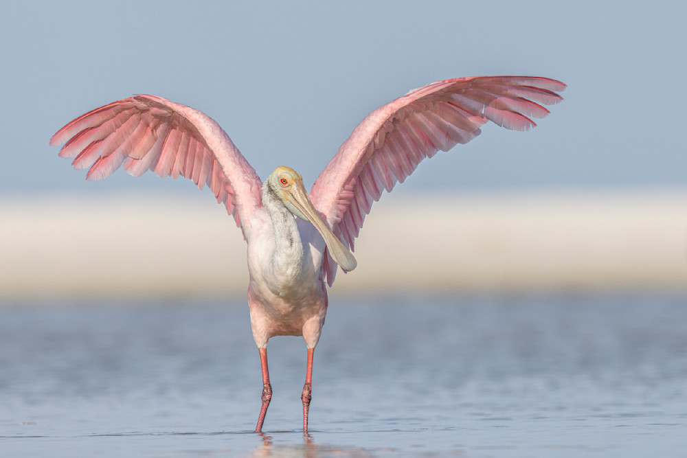 ROSEATE SPOONBILL 65