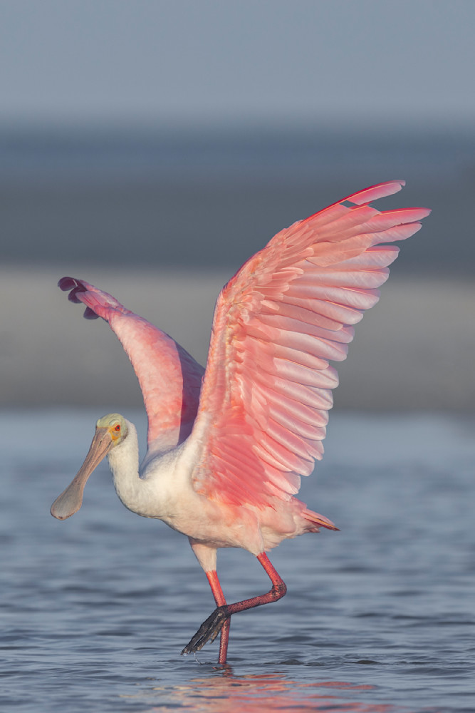 Pink Roseate Spoonbill Birds | Art Photography | Dennis Goodman