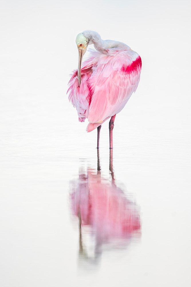 Pink Roseate Spoonbill Birds | Art Photography | Dennis Goodman