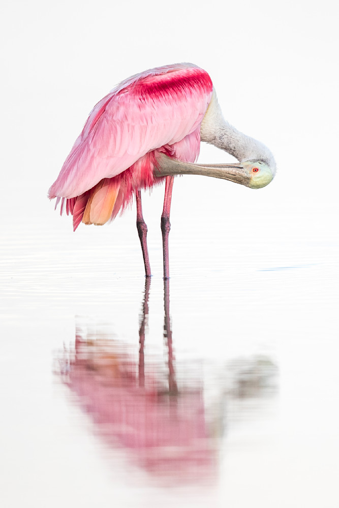 Pink Roseate Spoonbill Birds | Art Photography | Dennis Goodman