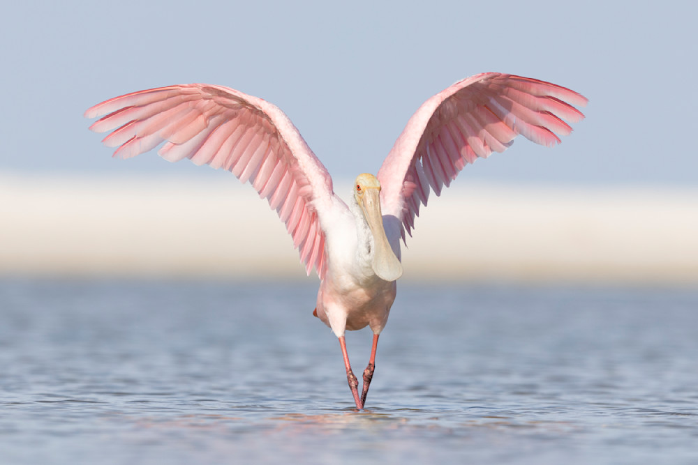 Pink Roseate Spoonbill Birds | Art Photography | Dennis Goodman