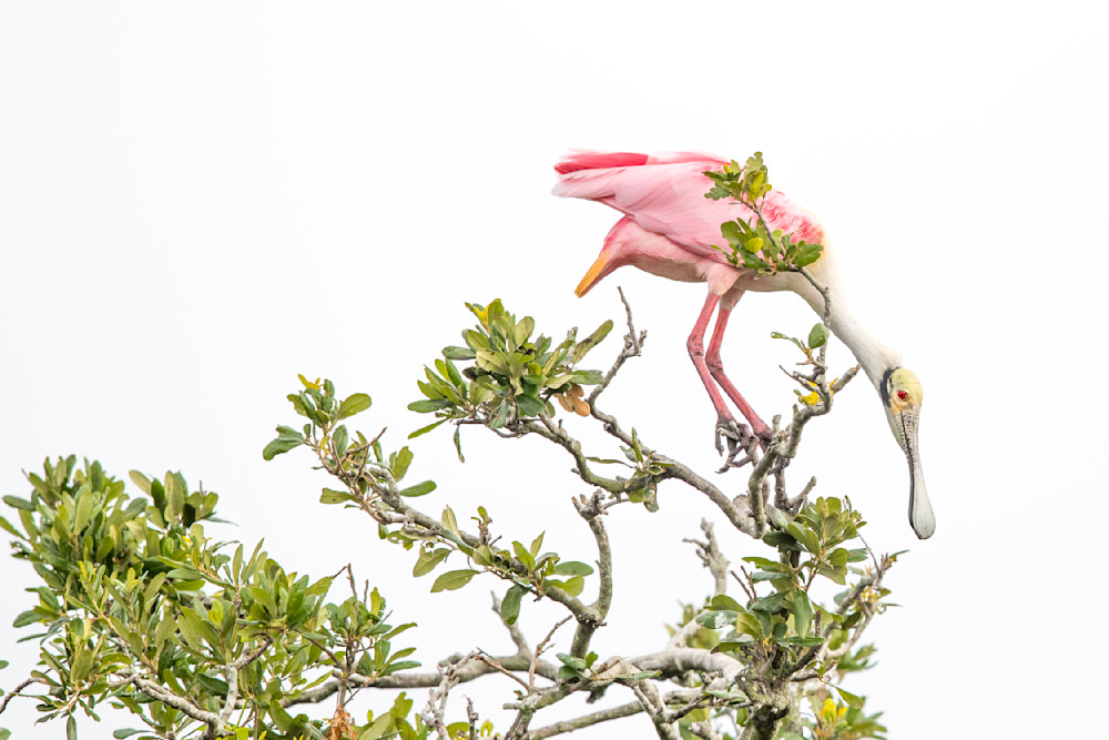 Pink Roseate Spoonbill Birds | Art Photography | Dennis Goodman