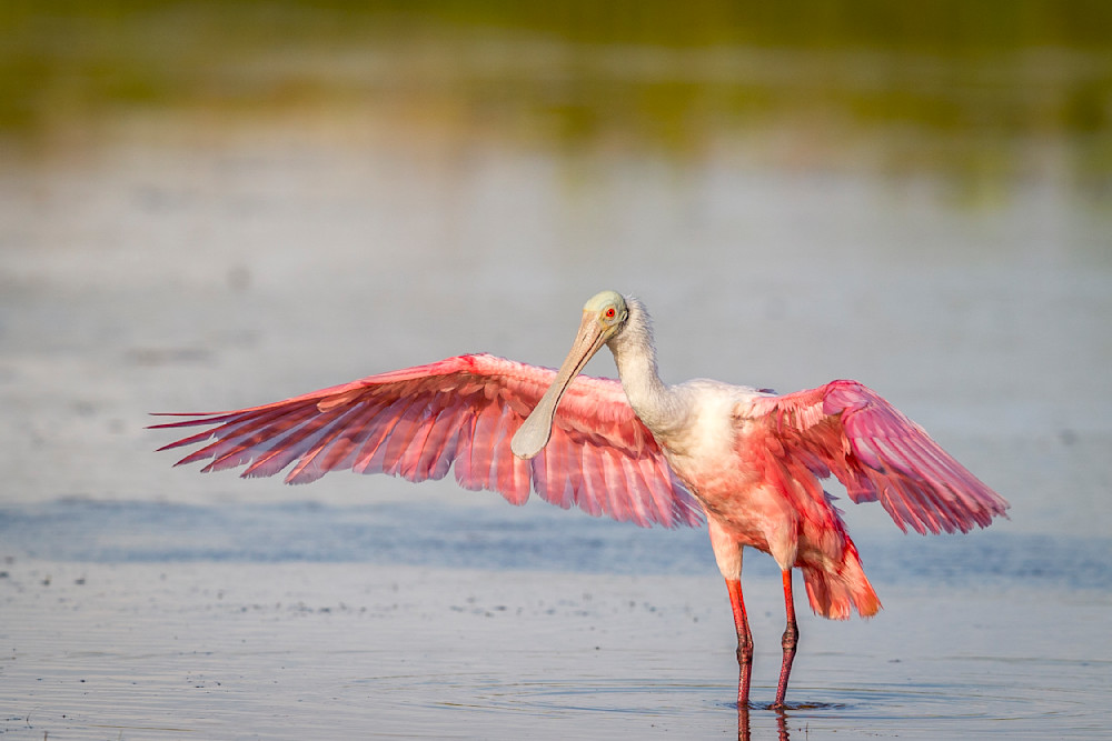 Pink Roseate Spoonbill Birds | Art Photography | Dennis Goodman