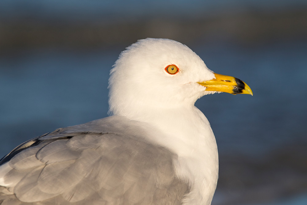 Seagull Birds Photos | Art | Dennis Goodman Photography