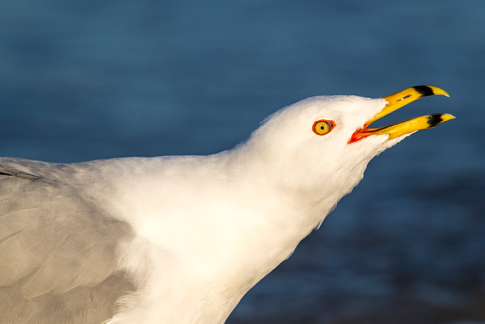 Seagull Birds Photos | Art | Dennis Goodman Photography