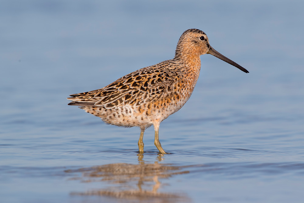 Shorebird Photos | Dennis Goodman Photography
