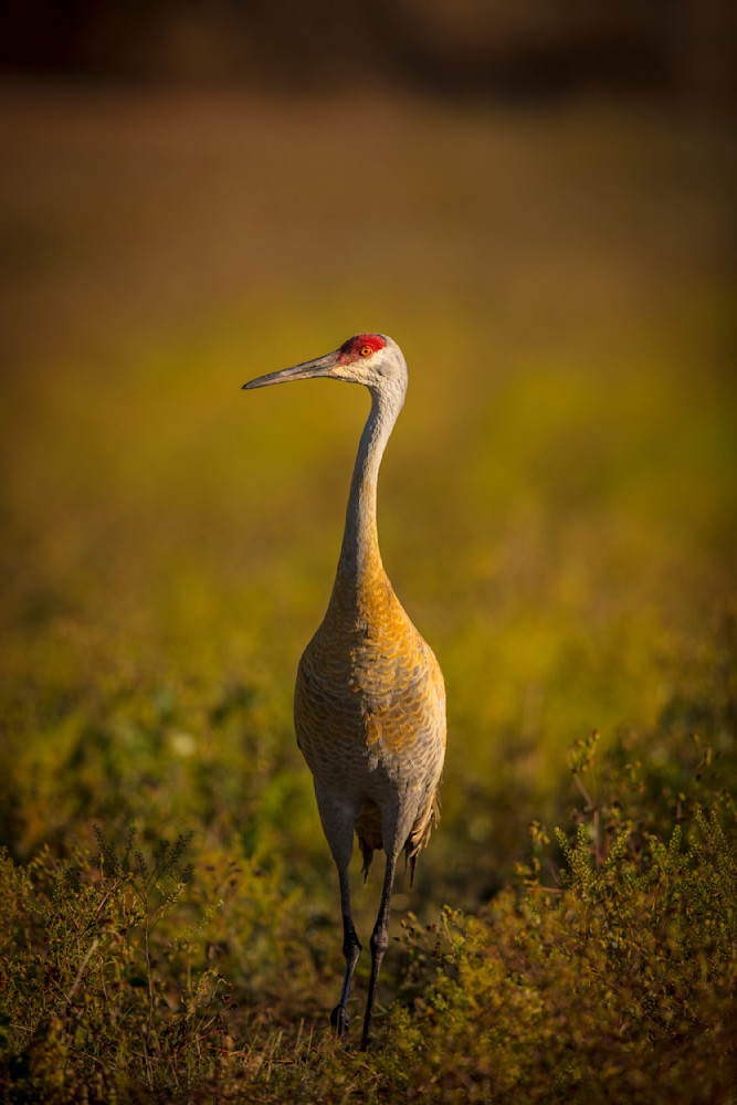 Sandhill Cranes Images | Dennis Goodman Photography