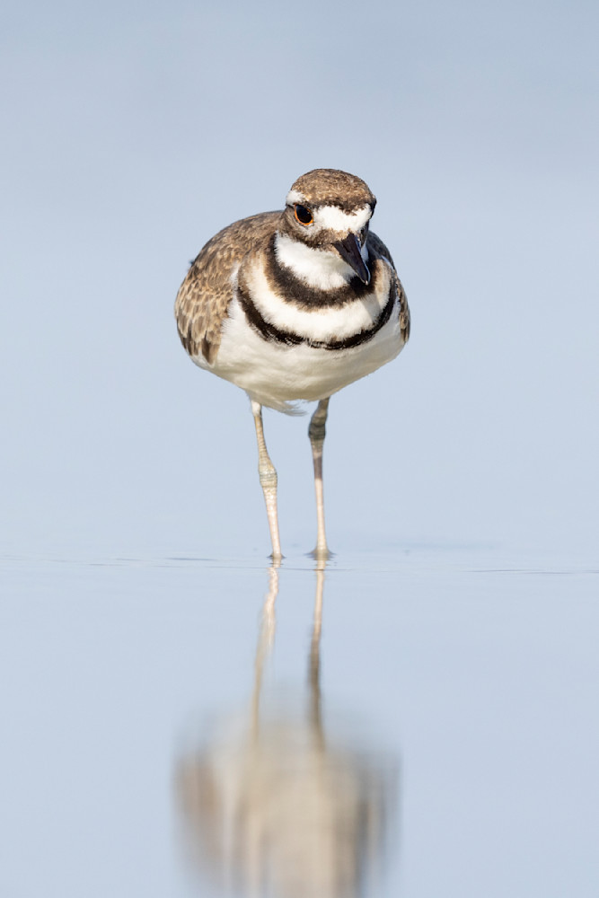 Shorebird Photos | Dennis Goodman Photography