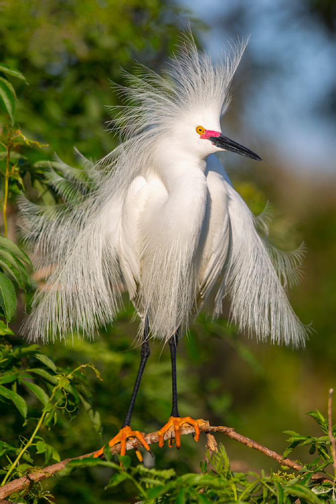 SNOWY EGRET 8