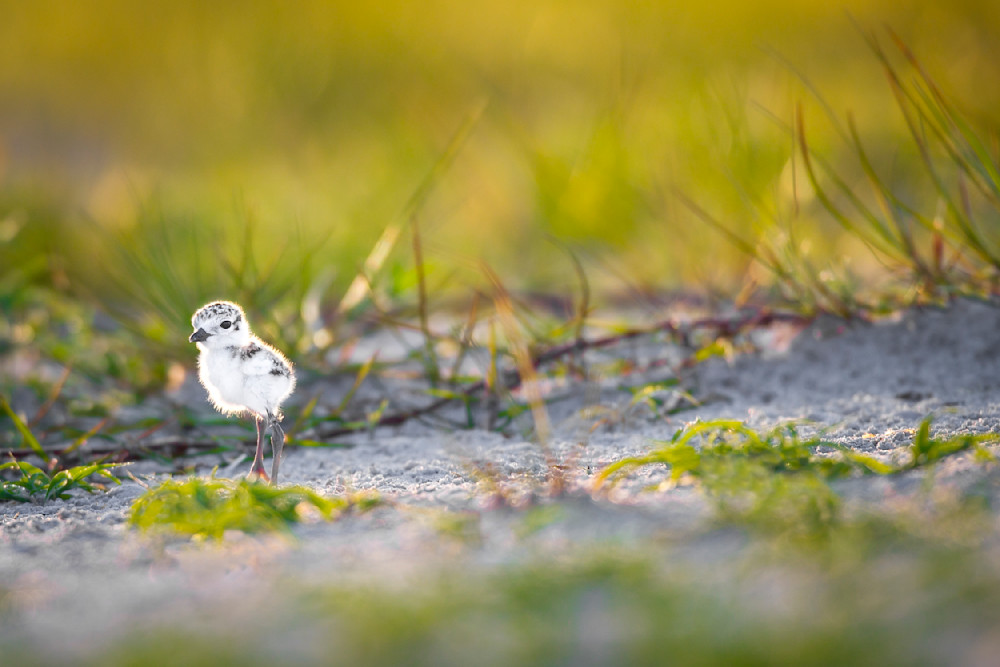 Snowy Plover Bird | Dennis Goodman Photography