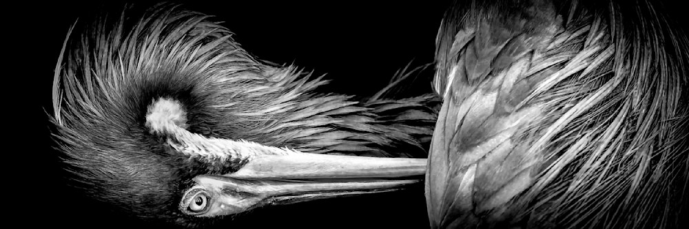 Tricolored Heron Photo | Dennis Goodman Photography