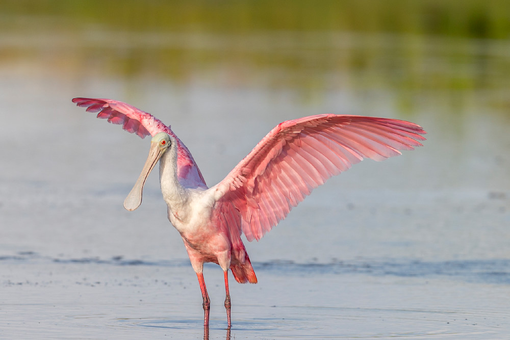 Pink Roseate Spoonbill Birds | Art Photography | Dennis Goodman