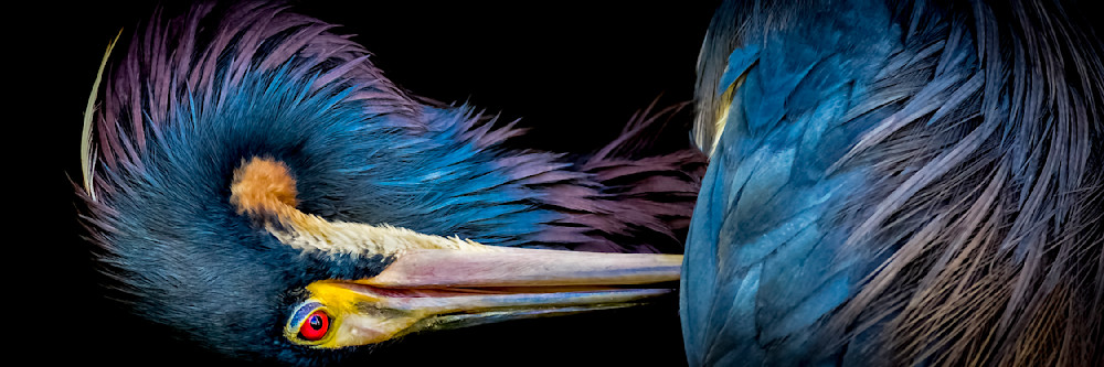 Tricolored Heron Photo | Dennis Goodman Photography. 