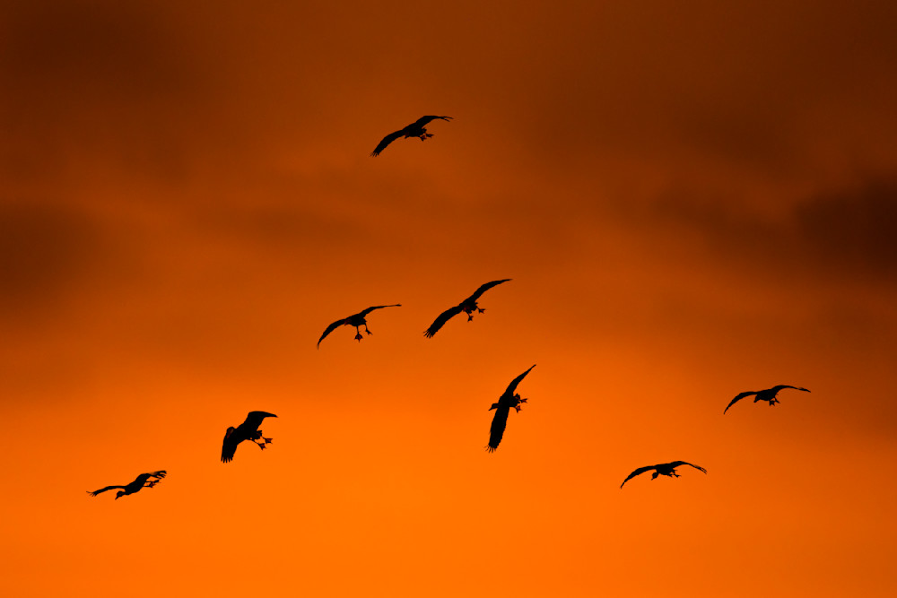 Whistling Ducks Images | Art | Images |Pictures |Pics |Wallpapers
