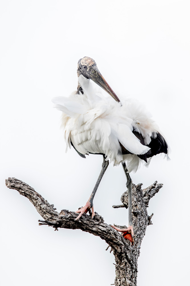 Wood Stork Bird Photos | Art |  Dennis Goodman Photography