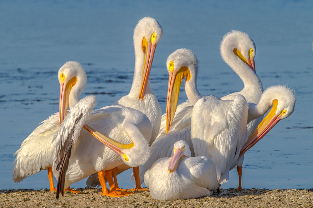 White Pelicans | Photography |  Dennis Goodman