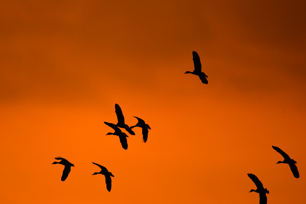 Whistling Ducks Images | Art | Images |Pictures |Pics |Wallpapers