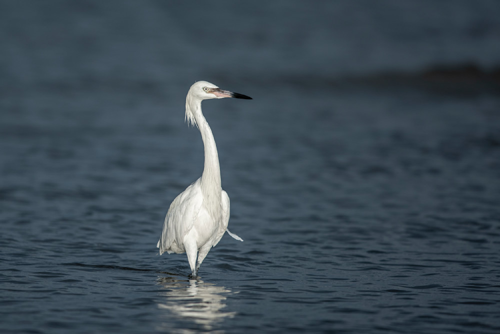 White Morph Birds| Pics | Wall Art | Images | Photos |Pictures