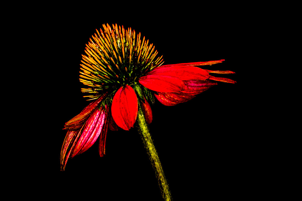 Botanical 23 Photography Art | Dennis Goodman Photography
