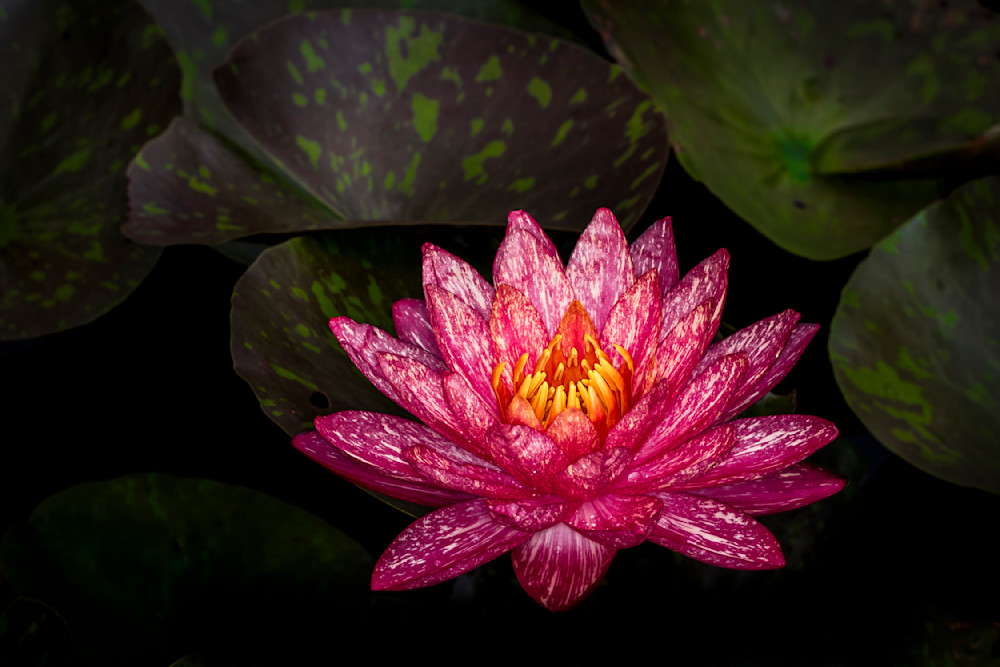 Botanical Photos | Pictures | Pics | Images | Wallpapers |  Wall Art