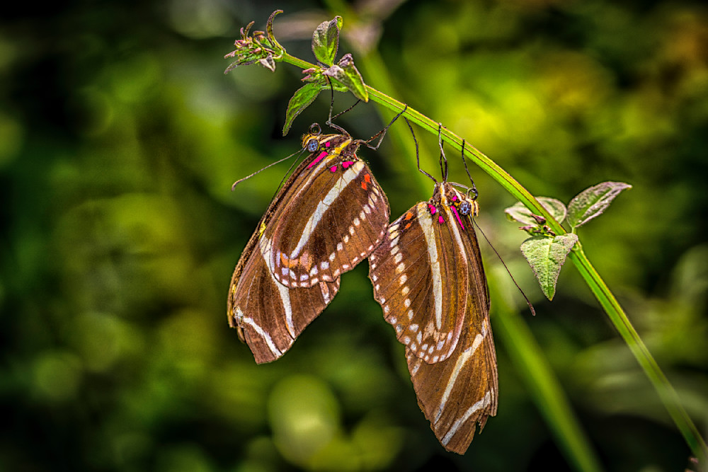 Butterfly | Wall Art |Images |Photos |Pictures |Pics |Wallpapers