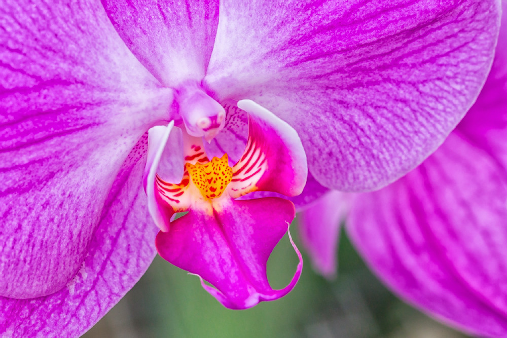 Botanical Photos | Pictures | Pics | Images | Wallpapers |  Wall Art