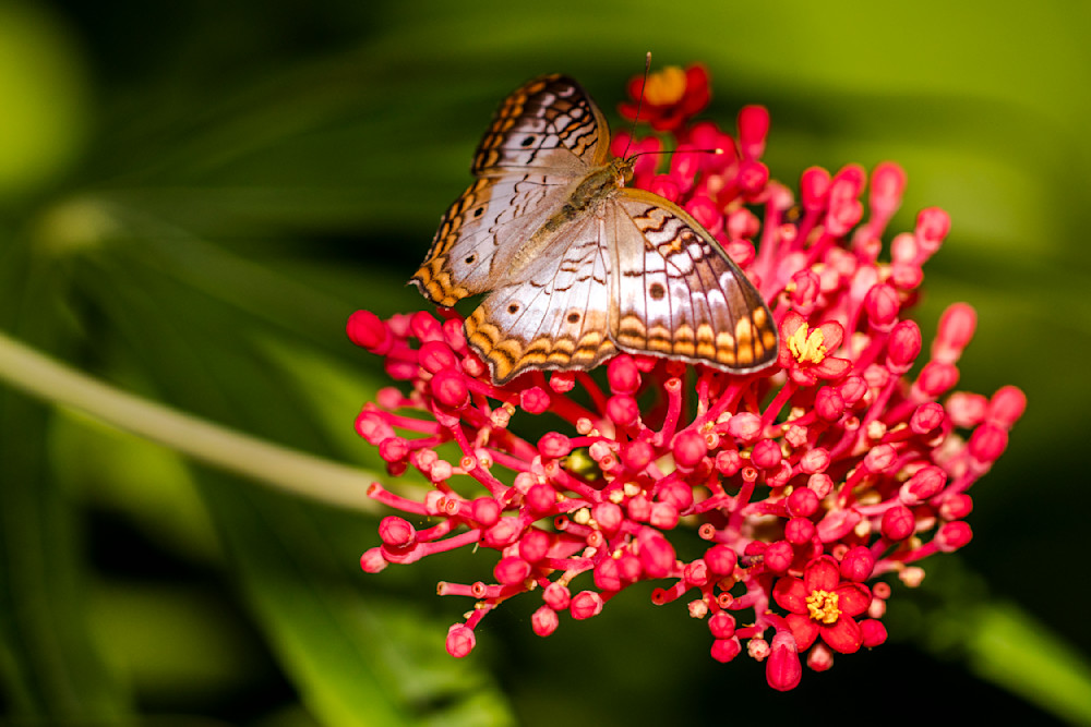 Butterfly | Wall Art |Images |Photos |Pictures |Pics |Wallpapers