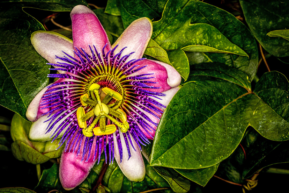 Botanical Photos | Pictures | Pics | Images | Wallpapers |  Wall Art