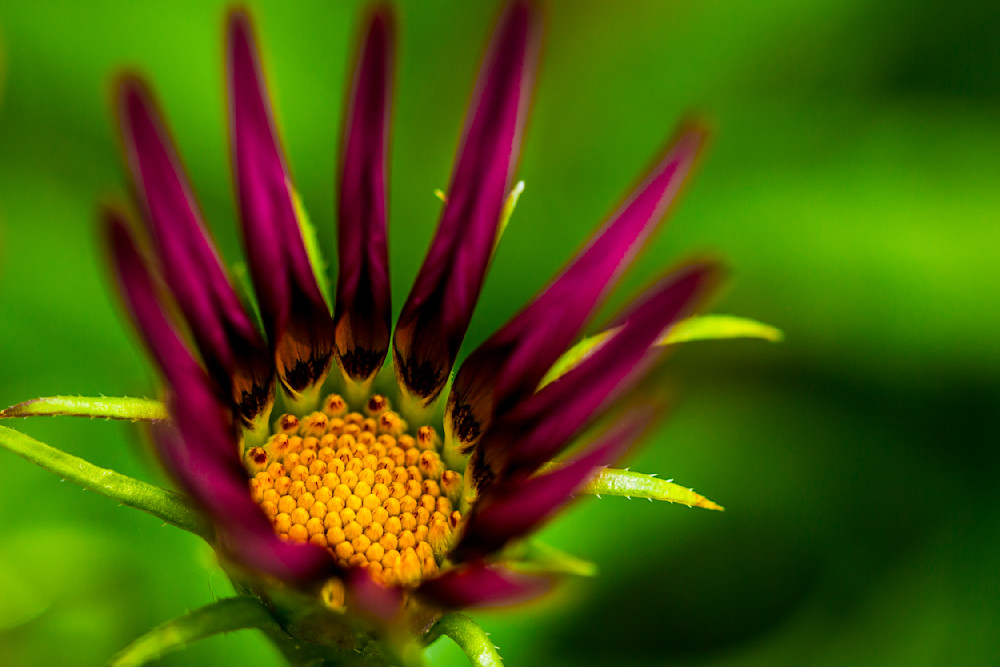 Botanical Photos | Pictures | Pics | Images | Wallpapers |  Wall Art