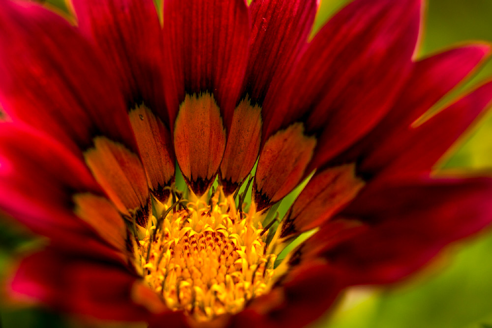 Botanical Photos | Pictures | Pics | Images | Wallpapers |  Wall Art