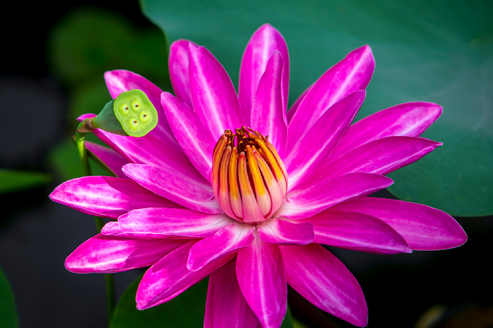 Botanical Photos | Pictures | Pics | Images | Wallpapers |  Wall Art
