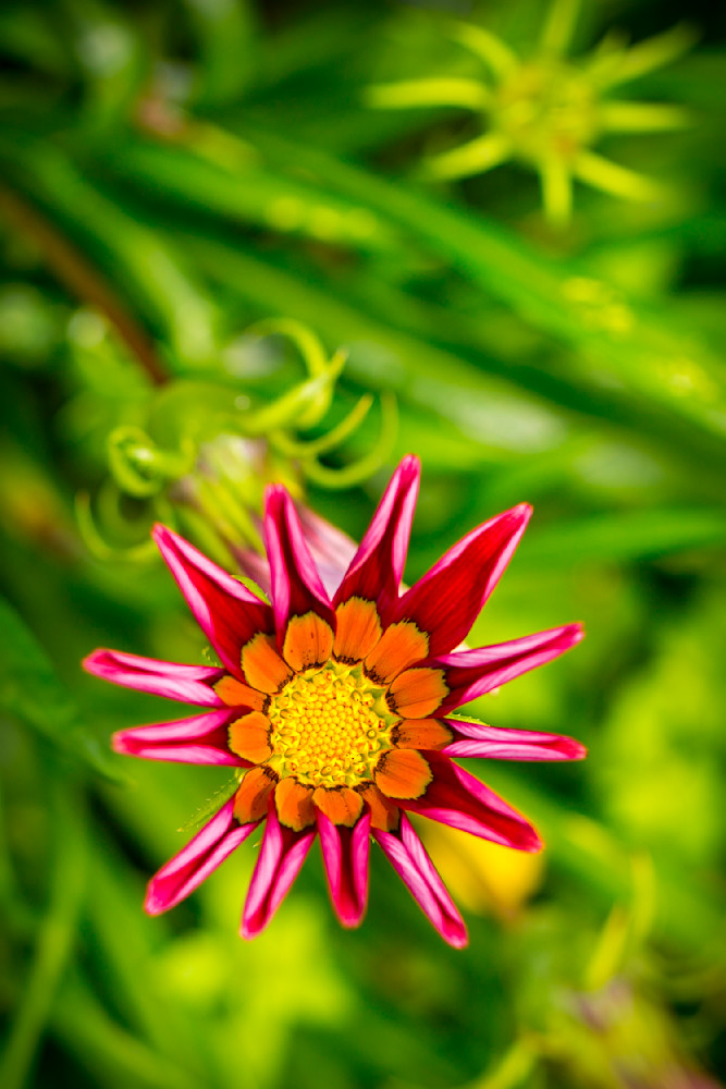 Botanical 15 Photography Art | Dennis Goodman Photography