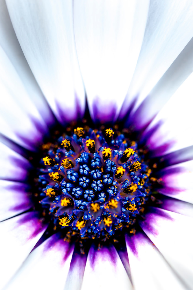 Botanical Photos | Pictures | Pics | Images | Wallpapers |  Wall Art